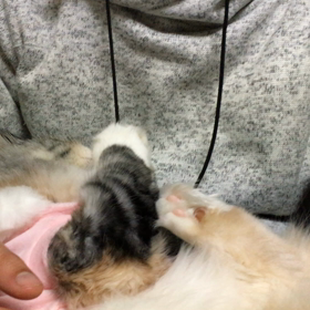 可愛い過ぎる子猫さんが！の画像