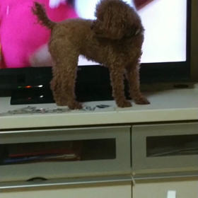 テレビからは出て来ないよの画像