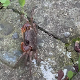 今年もカニさんの画像