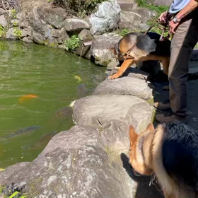 ※おまけ　　びっくらこいたね　　おかあさんはあなた達にびっくらこいたの画像