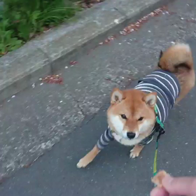 アイコンタクトの画像