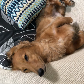 遊び疲れてねんねの画像