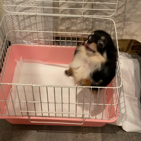 ご飯タイムの画像