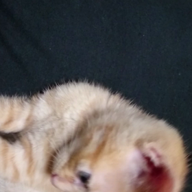 動画『食いついた！』の画像