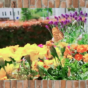 マリーゴールドに吸蜜に来たヒョウモンチョウ(動画☆エフェクト☆ドット☆キラキラ使用)の画像