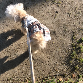 ダイエットの画像