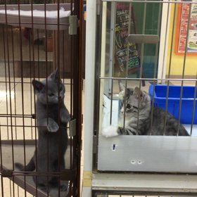 カワィィ仔猫ฅ(^ω^ฅ) ﾆｬ～　ᗦ↞◃ ᗦ↞◃ ᗦ↞◃ ᗦ↞◃の画像