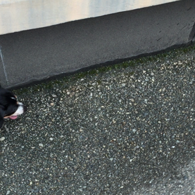 セサミちゃんの画像