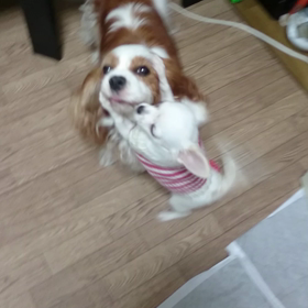 保護犬～里親様募集中～預かりっ子～レオンとニック～の画像