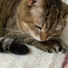 みかんの事の画像