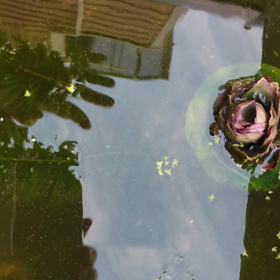 成長しましたの画像