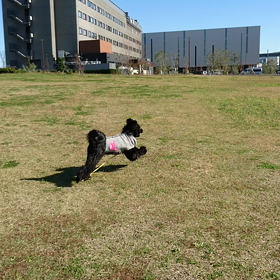 BLUE君ルンルンの画像