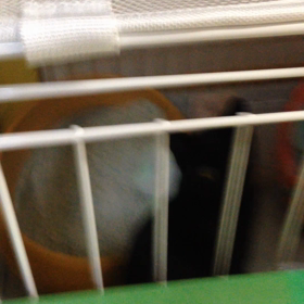 黒猫 テトの動画④の画像