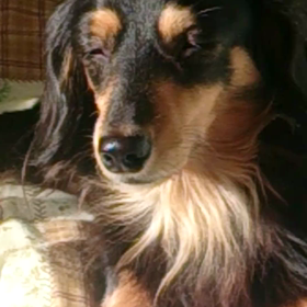 ウトウト千代(動画)の画像