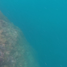 魚突き 動画 アカハタの画像