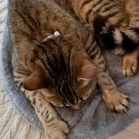 ふみふみ可愛い～(*≧з≦)の画像