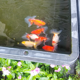 会長土佐錦の画像