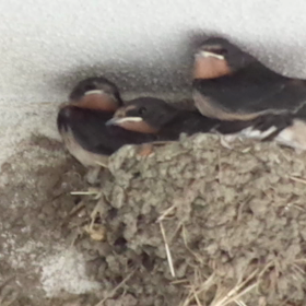 巣立ち寸前のひなたちの画像