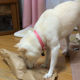 食いしん坊りりの画像