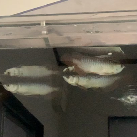 マーライオン！の画像