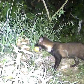 すぎぴたんの事件簿シーズン3　24話（柿食うタヌキ）の画像