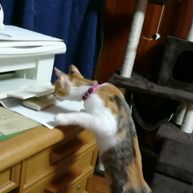プリンタと猫の画像