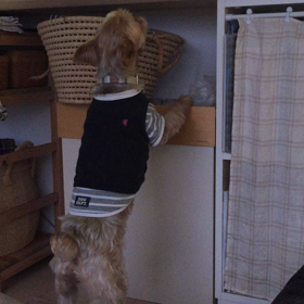 大事な物を返せ❕の画像