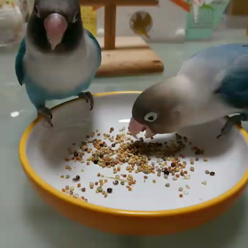 ジュラミルおやつの食べ方の違い(動画)の画像