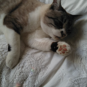 サンキャッチャーからの光と猫(=^・^=)の画像