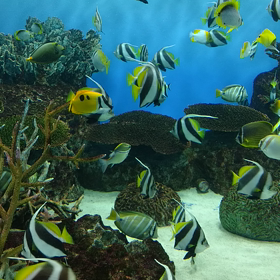 マリンピア日本海2の画像