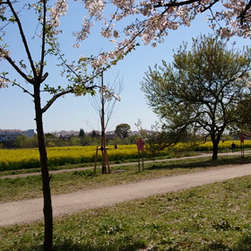 権現堂の桜の画像