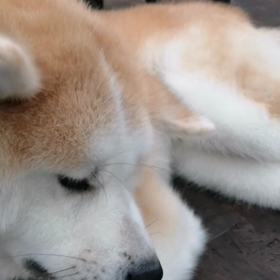 半袖で散歩スタートの飼い主。それでも暑いわけでもなく、未来丸は快調に朝散歩開始‼️でもやっぱりの画像