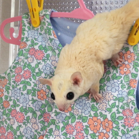 ベビー服でフクモモの家part2の画像