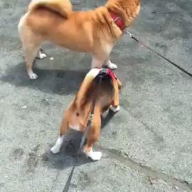 (⌒-⌒; )の画像