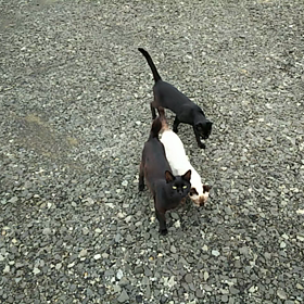 うちのネコ・・・の画像