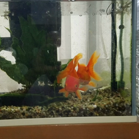 仲の良い我が家の琉金の画像