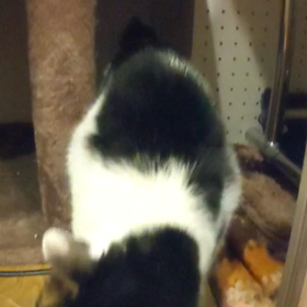 2022年 初猫 ①の画像