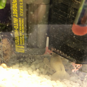 朝からなにやらの画像