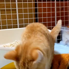 かどまねこ、茶トラのチャコの画像