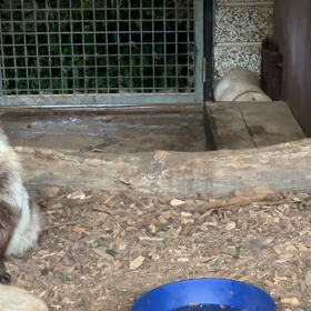 エゾタヌキ飼育日誌（R1.7.13）の画像