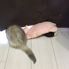 るびお、お片づけ中❓の画像