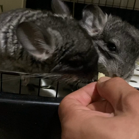 チンチラベビー、リチャードソンジリス、ご家族様募集中の画像