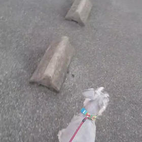 お泊まり　ダーラちゃん、ベガくんの画像