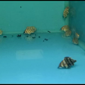 インドネシアよりダトニオベビー！！今後どうなるのか、、、未来予想図の画像
