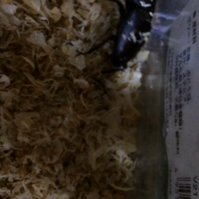 潜り上手さんの画像