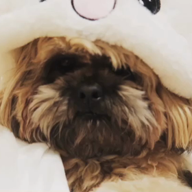 うさ耳ミニミの画像