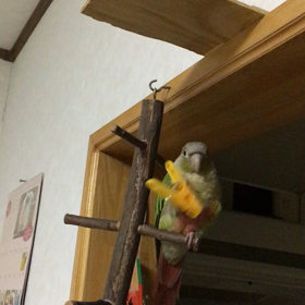 ふりふりふりの画像