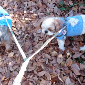 動画投稿のお試しの画像