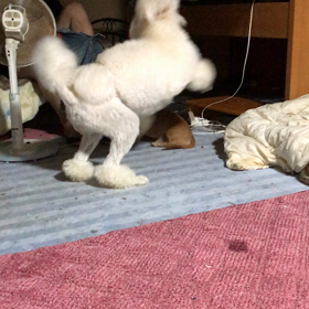 お散歩前の大興奮の画像