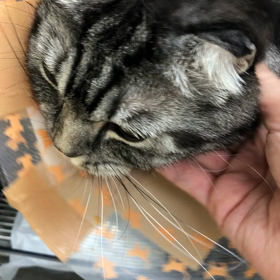 あろえの貧血の画像